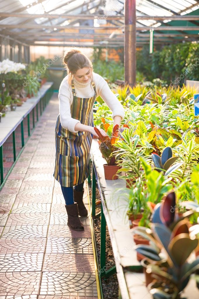 Serious woman gardener taking care of plants in greenhouse