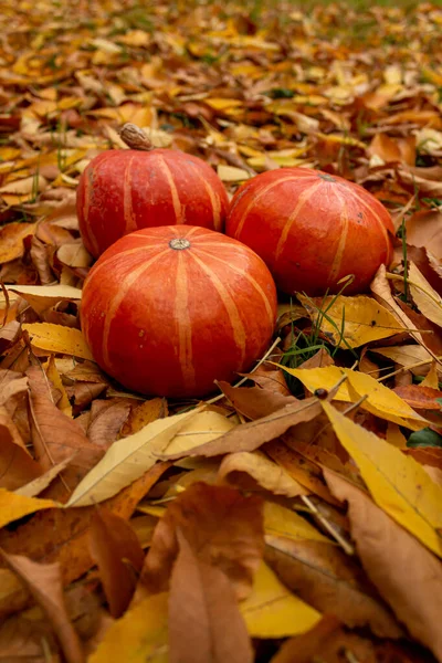 Three Pumpkins Yellow Autumn Leaves — Stock Photo, Image