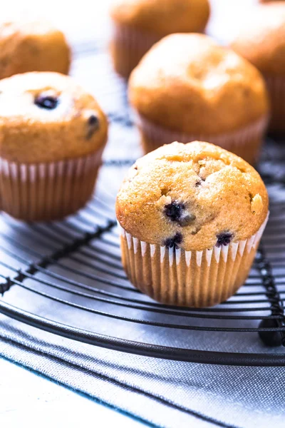 Homemade blueberry myffins on cooling tray — Stock Photo, Image