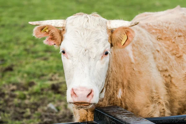 Close view on cow head — Stock Photo, Image