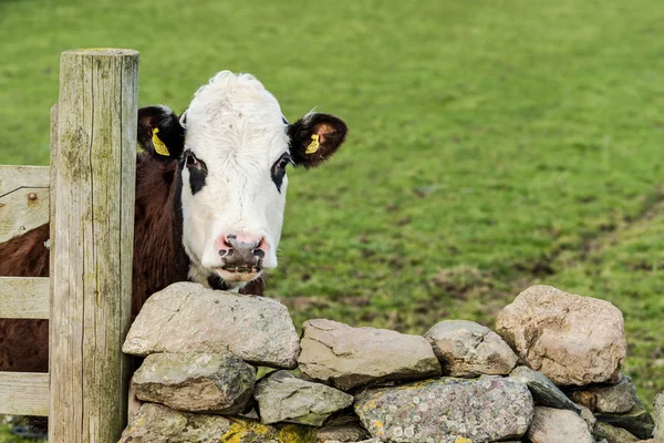 Funny cow looking over wooden fence — Stock Photo, Image