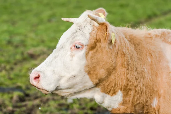 Cow head shoot, farming concept — Stock Photo, Image