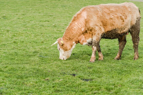 Cow grazing on green grass — Stock Photo, Image