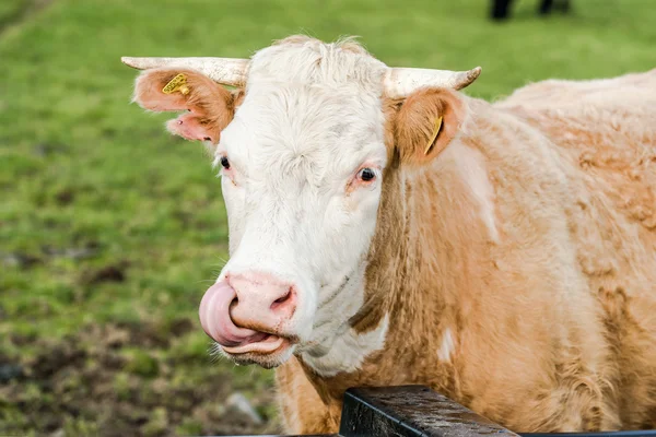Funne cow face with tounge out — Stock Photo, Image