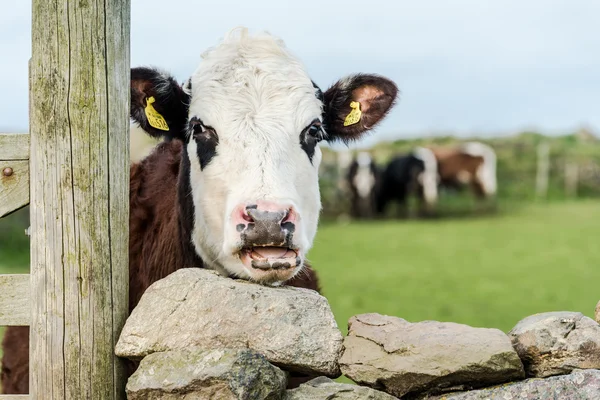 Funny cow looking over wooden fence — Stock Photo, Image