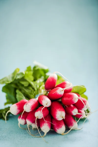 Manojo fresco de primavera de rábano — Foto de Stock