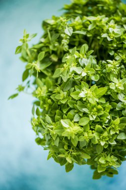 Taze fesleğen bitki tencerede