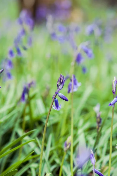Blauglockenblumen Wald Frühlingsmorgen Makrofoto — Stockfoto