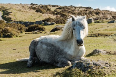 Çimenlerin üzerinde dinlenme Dartmoor vahşi pony