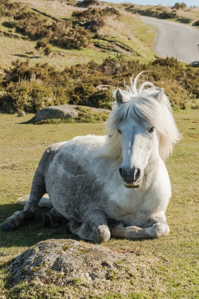 Dartmoor wild pony resting on grass — Stock Photo, Image