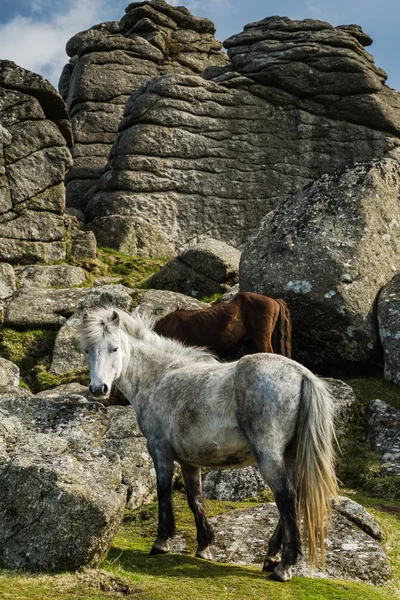 White wild pony against rocky hill — Stock Photo, Image