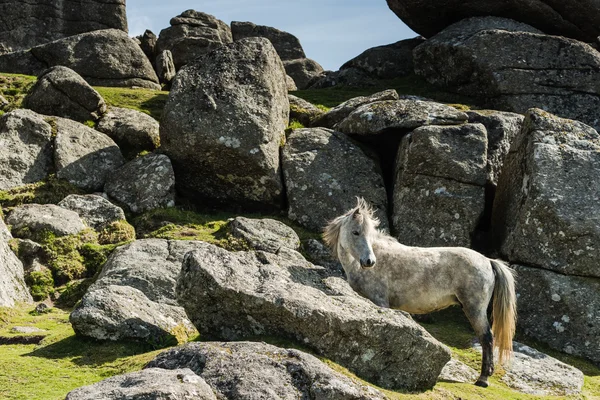 White wild pony against rocky hill — Stock Photo, Image