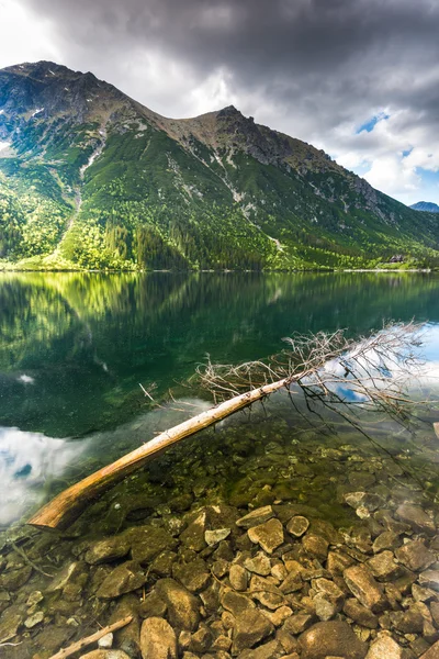 Spasione drzewo w górskim jeziorem — Zdjęcie stockowe
