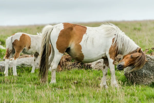 Divocí koně pasoucí se v krajině — Stock fotografie