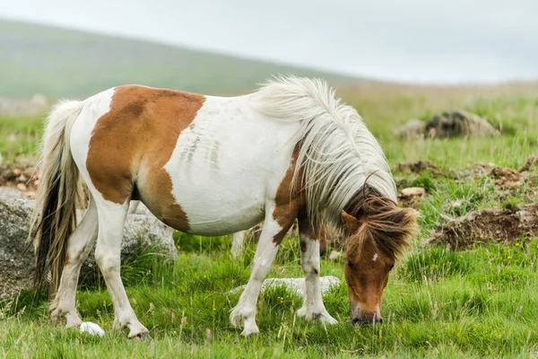 Divoké koně pasoucí se v rašeliniště — Stock fotografie