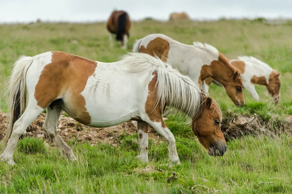 Wild horses on steps — Stock Photo, Image