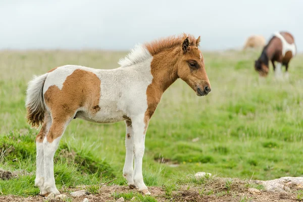 Jovem bebê cavalo pônei miniatura — Fotografia de Stock