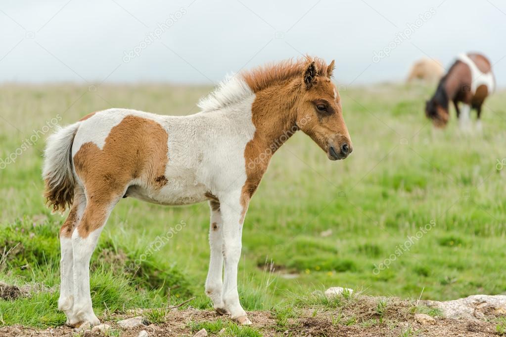 Young Baby Miniature Pony Horse Stock Photo Image By C Merc67