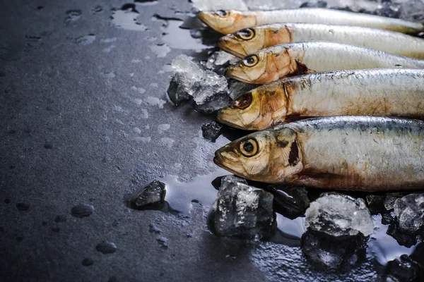 Peces recién capturados — Foto de Stock