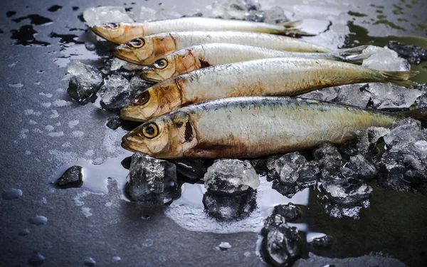A fenntartható halászat, Szardínia — Stock Fotó