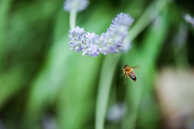 Arı sinek lavanta bloom yakınındaki