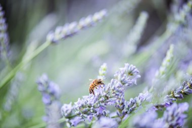 Nektar ve polen alarak lavanta arıya