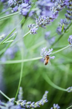 Nektar ve polen alarak lavanta arıya