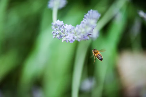 Mosca de abeja cerca de flor de lavanda —  Fotos de Stock