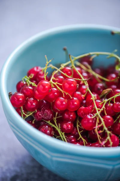 Redcurrant in bowl — Stock Photo, Image