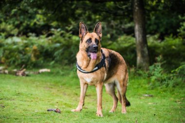 tam vücut koruma köpeği