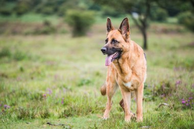 GSD k9 güvenlik köpekleri