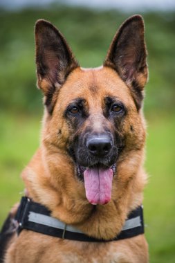 Alman çoban yüz görünümü kapatın