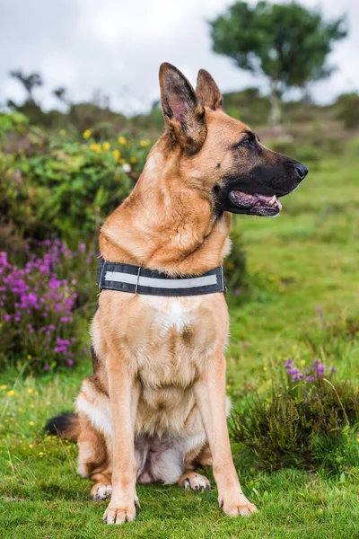 Schäferhund sitzend — Stockfoto