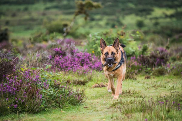 Hond spelen in velden — Stockfoto