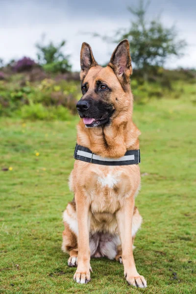 German shepherd dog sitting — Stock Photo, Image