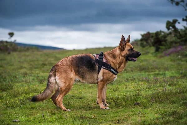 German shepherd dog pose — Stock Photo, Image