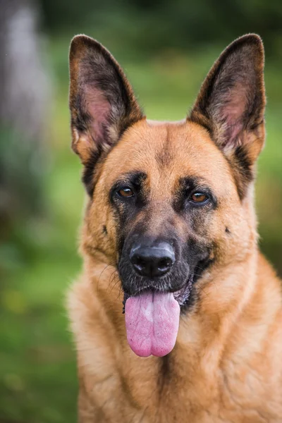 Faccia del cane di sicurezza K9 — Foto Stock