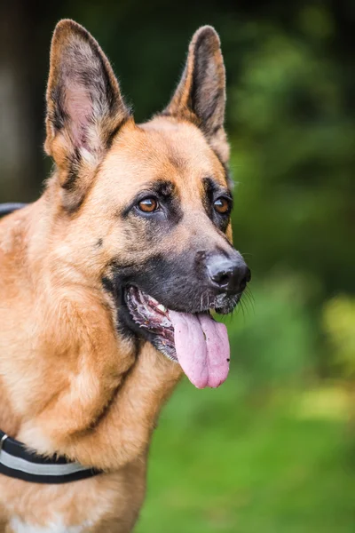 Alman çoban yüz görünümü kapatın