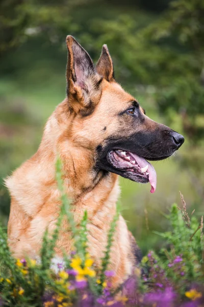 Tedesco cane pastore faccia — Foto Stock