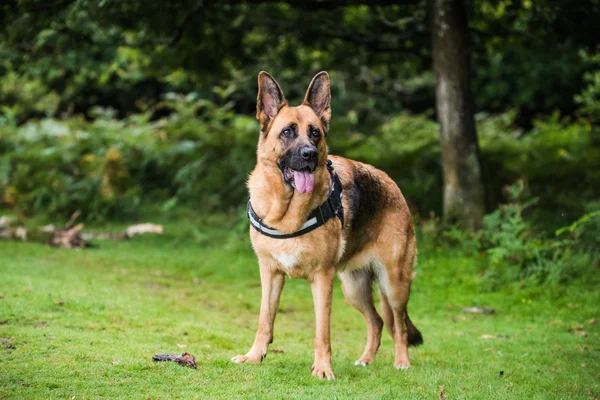 tam vücut koruma köpeği