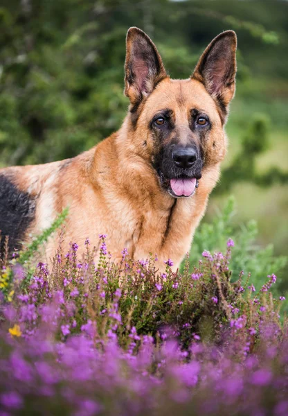 Lindo perro en flores — Foto de Stock