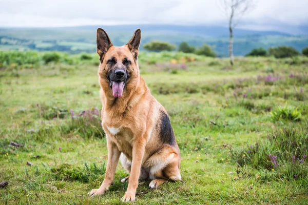 GSD k9 bezpieczeństwa psa — Zdjęcie stockowe