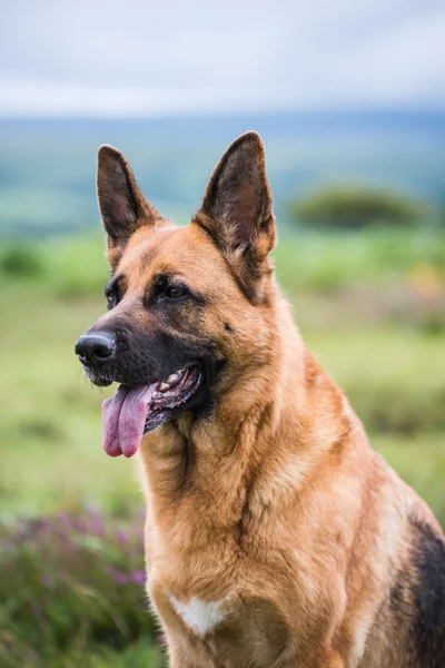 Tedesco cane pastore faccia — Foto Stock