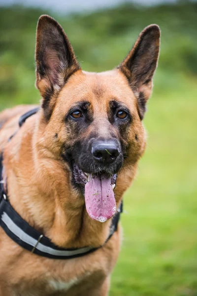 Alman çoban yüz görünümü kapatın