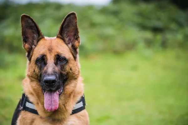 Schäferhund aus nächster Nähe — Stockfoto