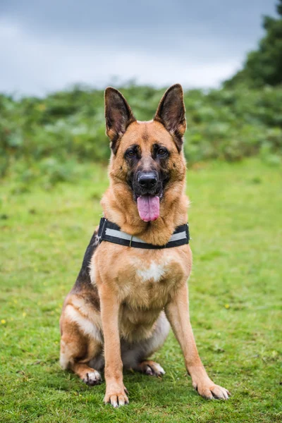 Sitting german shepherd security dog — Stock Photo, Image