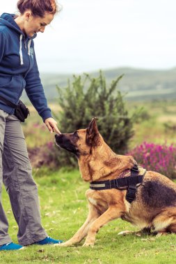antrenör köpek oturmak için söyle