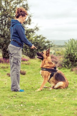 eğitmen öğretmek güvenlik köpek itaat