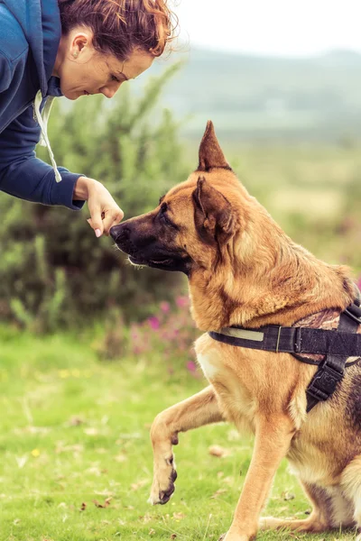 Cão pastor alemão com treinador — Fotografia de Stock