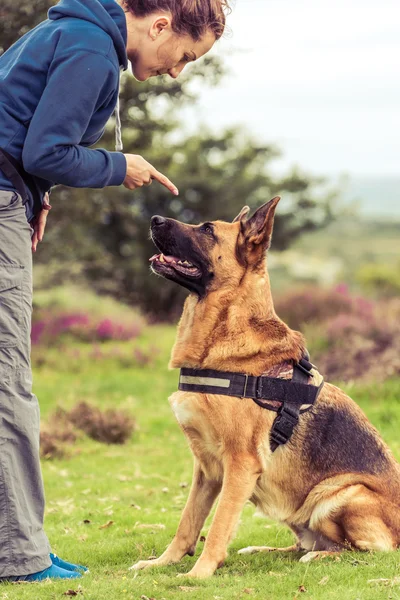 Cane reagire al comando allenatore — Foto Stock